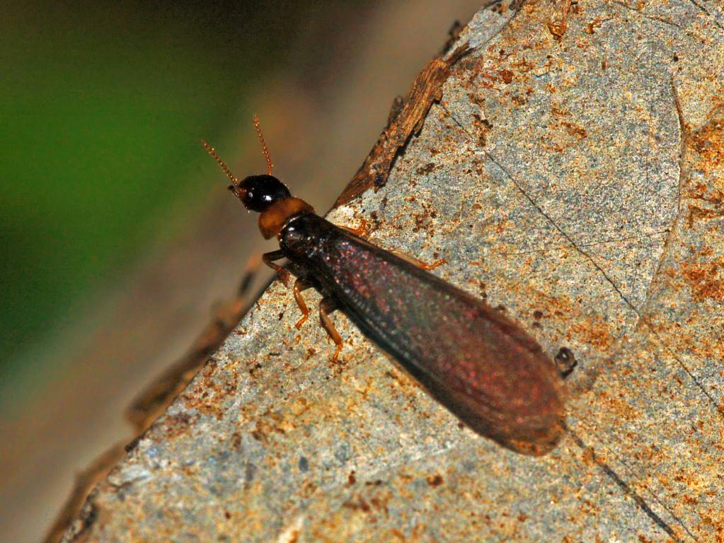 Termite alata tutta sola: sessuato di Kalotermes flavicollis
